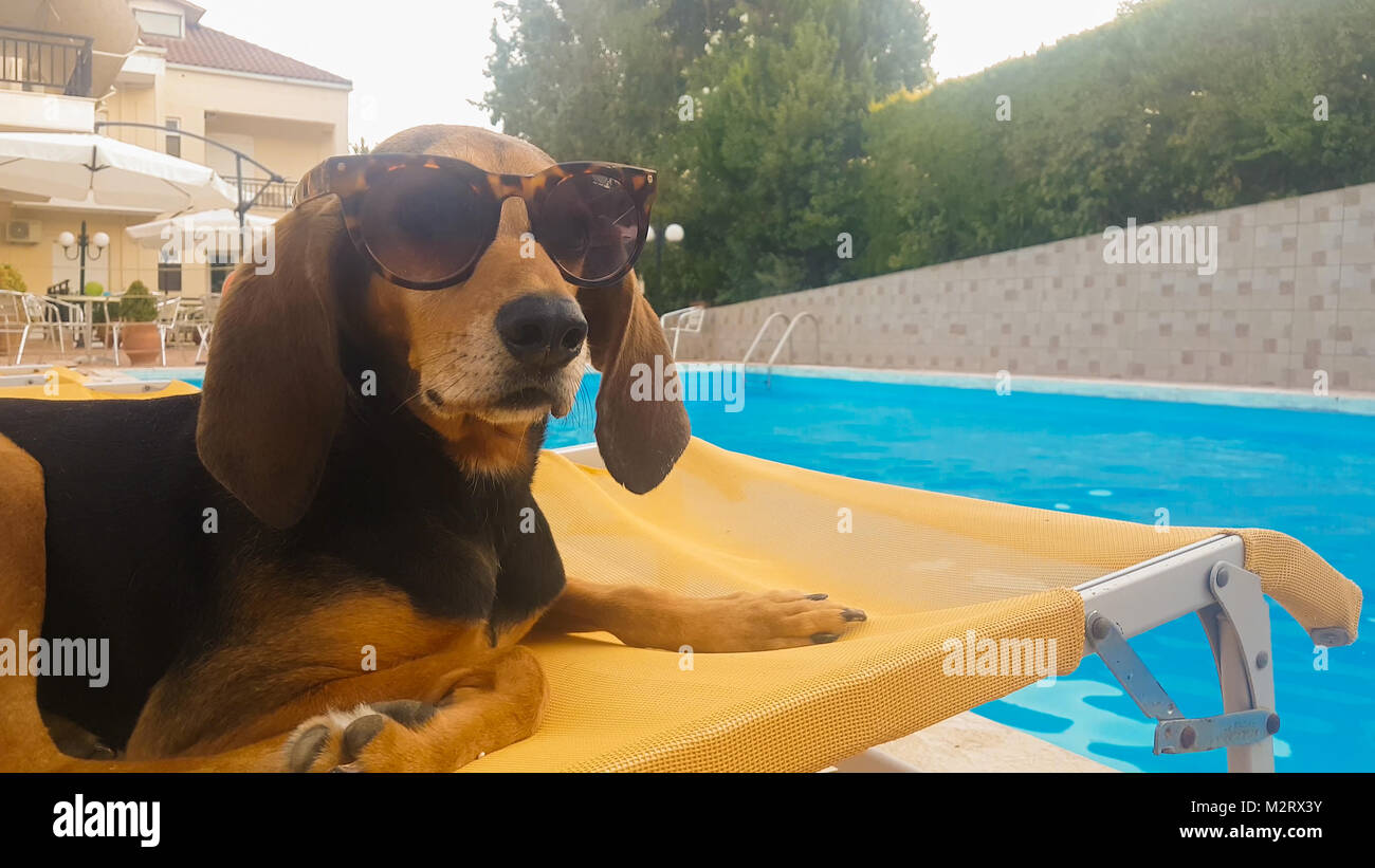 Dog sitter su una chaise longue rilassante indossando occhiali da sole. Una bella estate in questo momento. Foto Stock