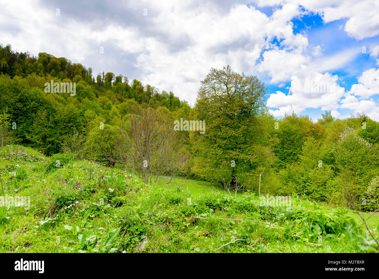 Il verde lussureggiante foresta con alberi sempreverdi sotto puffy nuvole e cielo blu. Foto Stock