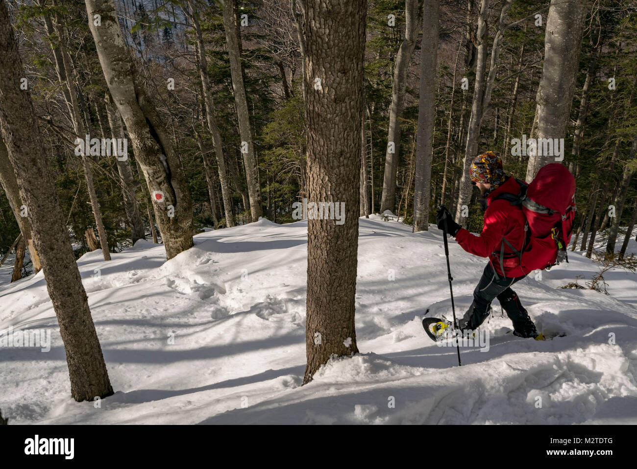 Un gruppo di appassionati di montagna salire al vertice Moasei, picco in Fagars montagne. Foto Stock
