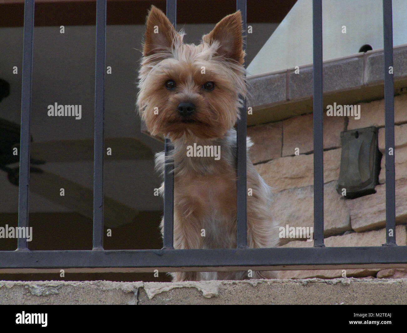 Yorkshire Terrier con testa attraverso metallo Picket Fence Foto Stock