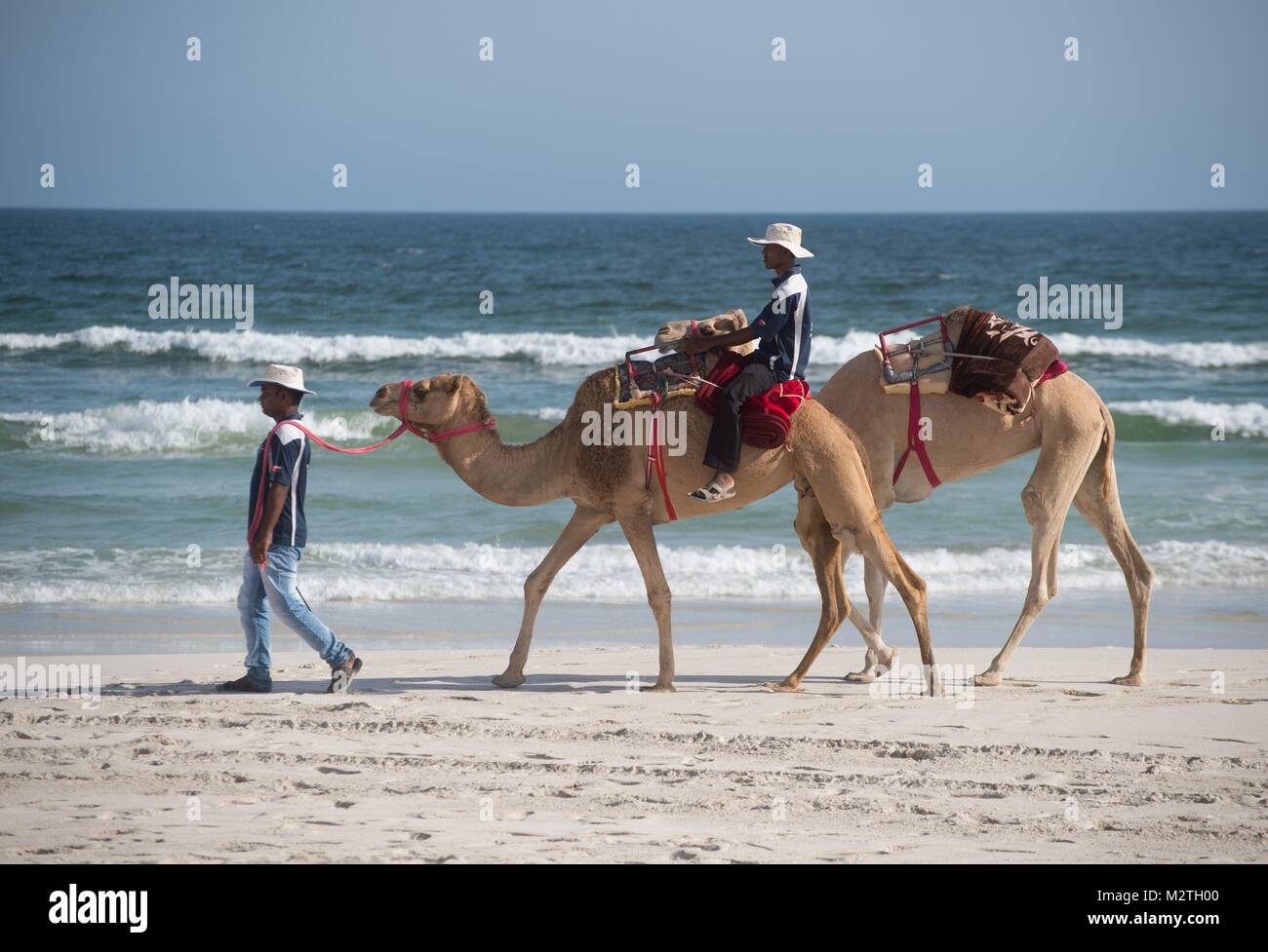 Due cammelli arabe sulla spiaggia in Salalah, Oman, su 10.10.2017. | Utilizzo di tutto il mondo Foto Stock