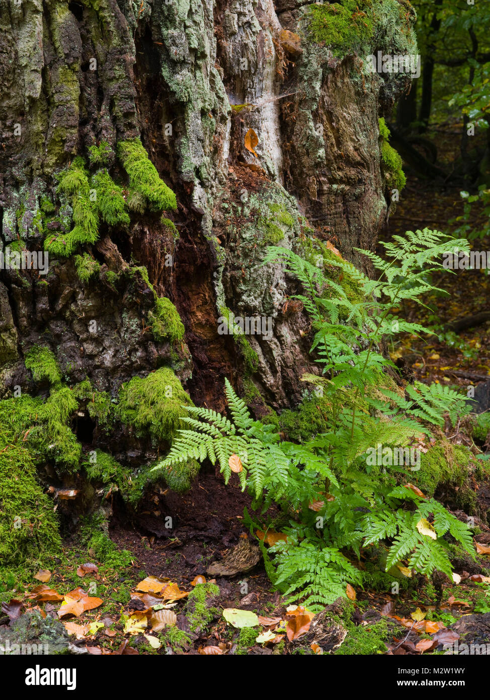 La felce, Urwald Sababurg, Reinhardswald, Hessia, Germania Foto Stock