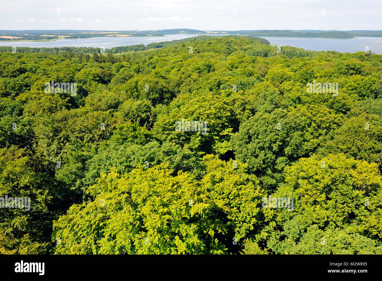Vista dalla torre di osservazione "Adlerhorst" del "Baumwipfelpfad' (percorso) a la mescolanza di foreste di latifoglie di Rügen, Mar Baltico, Jasmunder Bodden Foto Stock