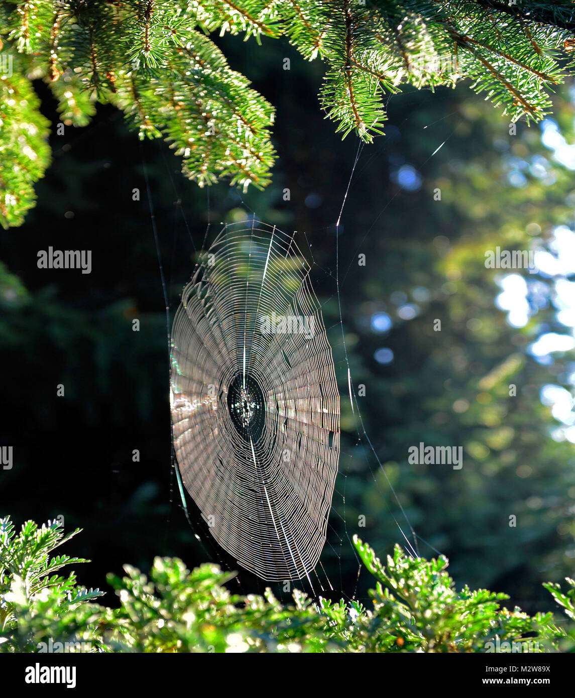 Web orb della croce spider per la cattura in estate indiana Foto Stock