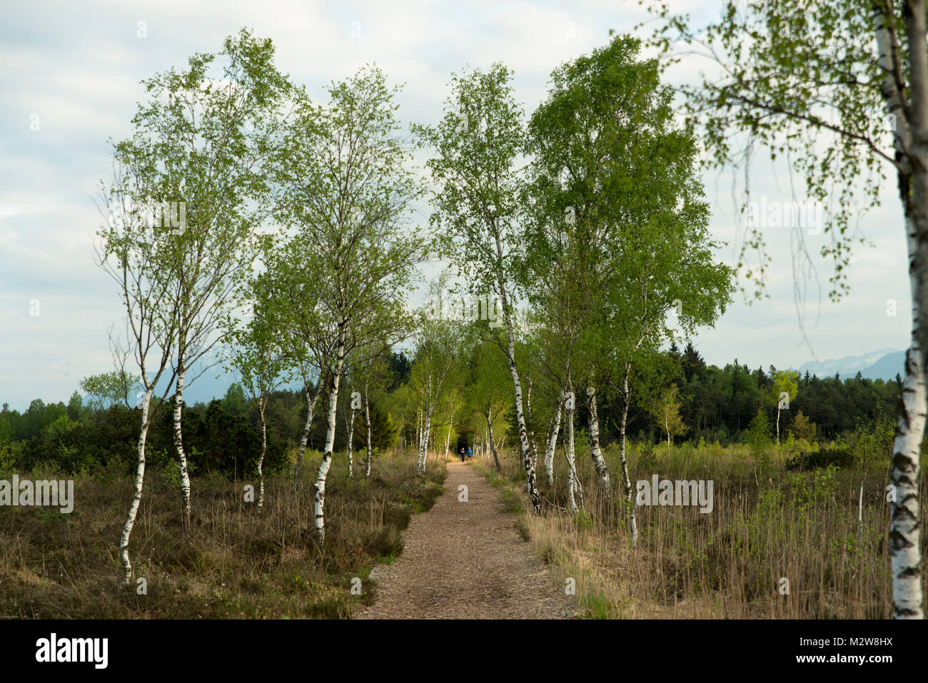 Trail nel paesaggio di Moro, betulle, Baviera, Schönramer Filz Foto Stock