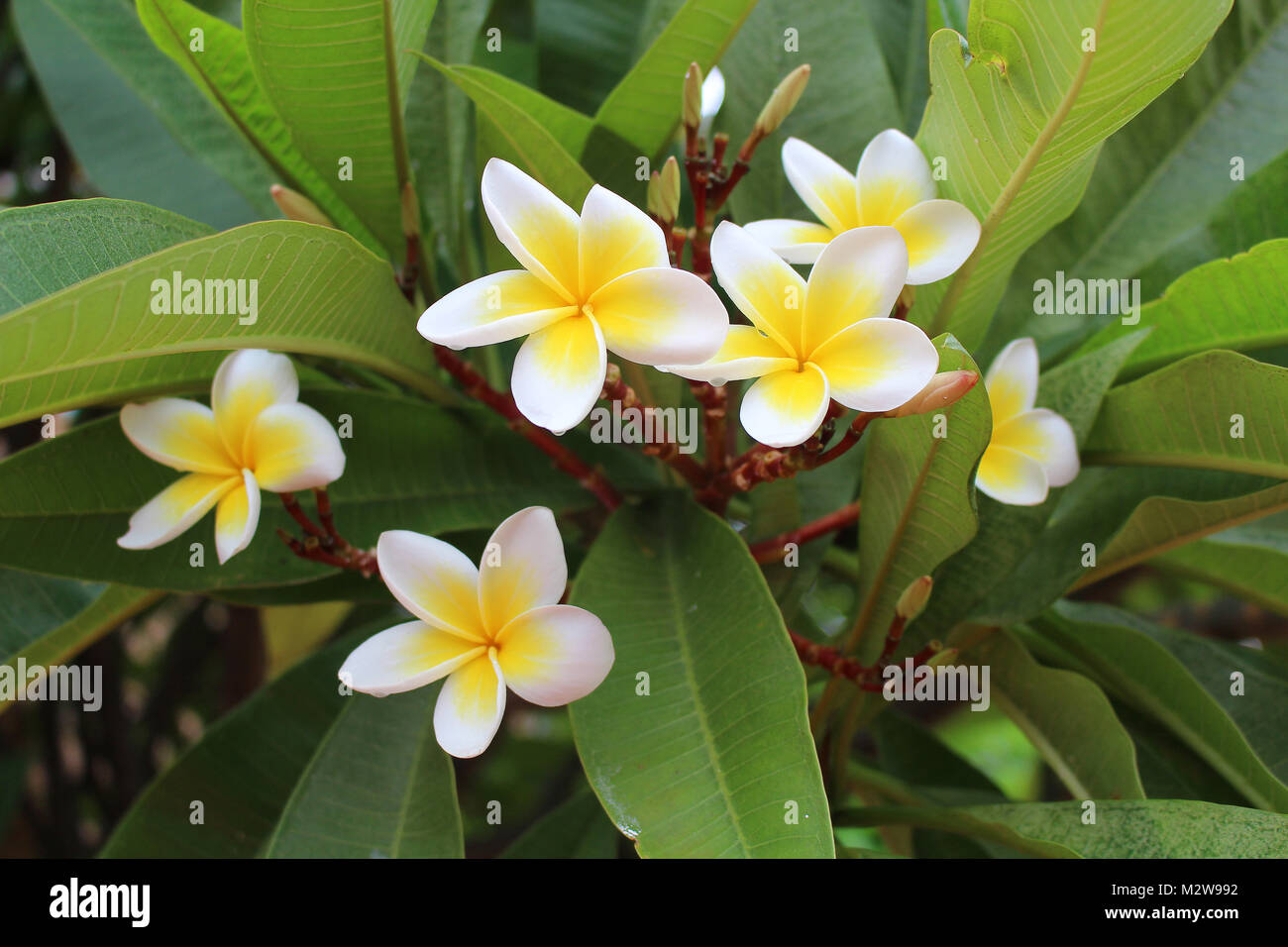 Il bianco (frangipania Plumeria Alba), albero tropicale con fiori commestibili Foto Stock
