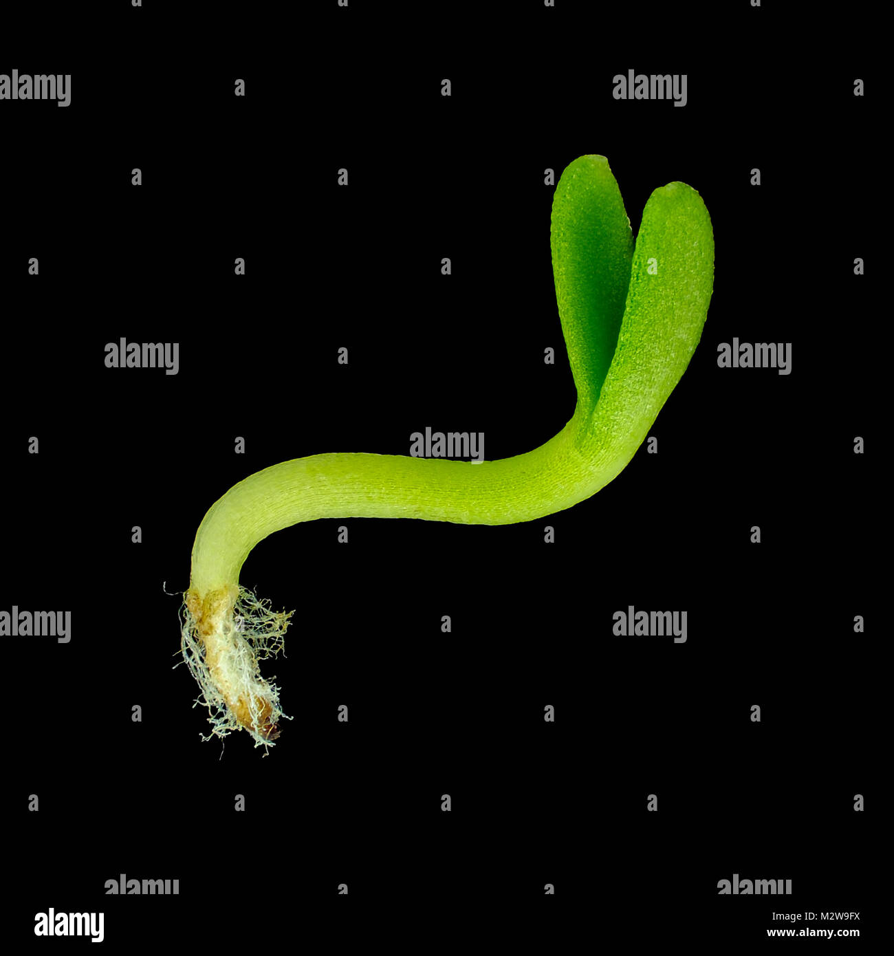 La luce riflessa micrografia di una giovane Shasta daisy (Leucanthemum × superbum) germogliano Foto Stock