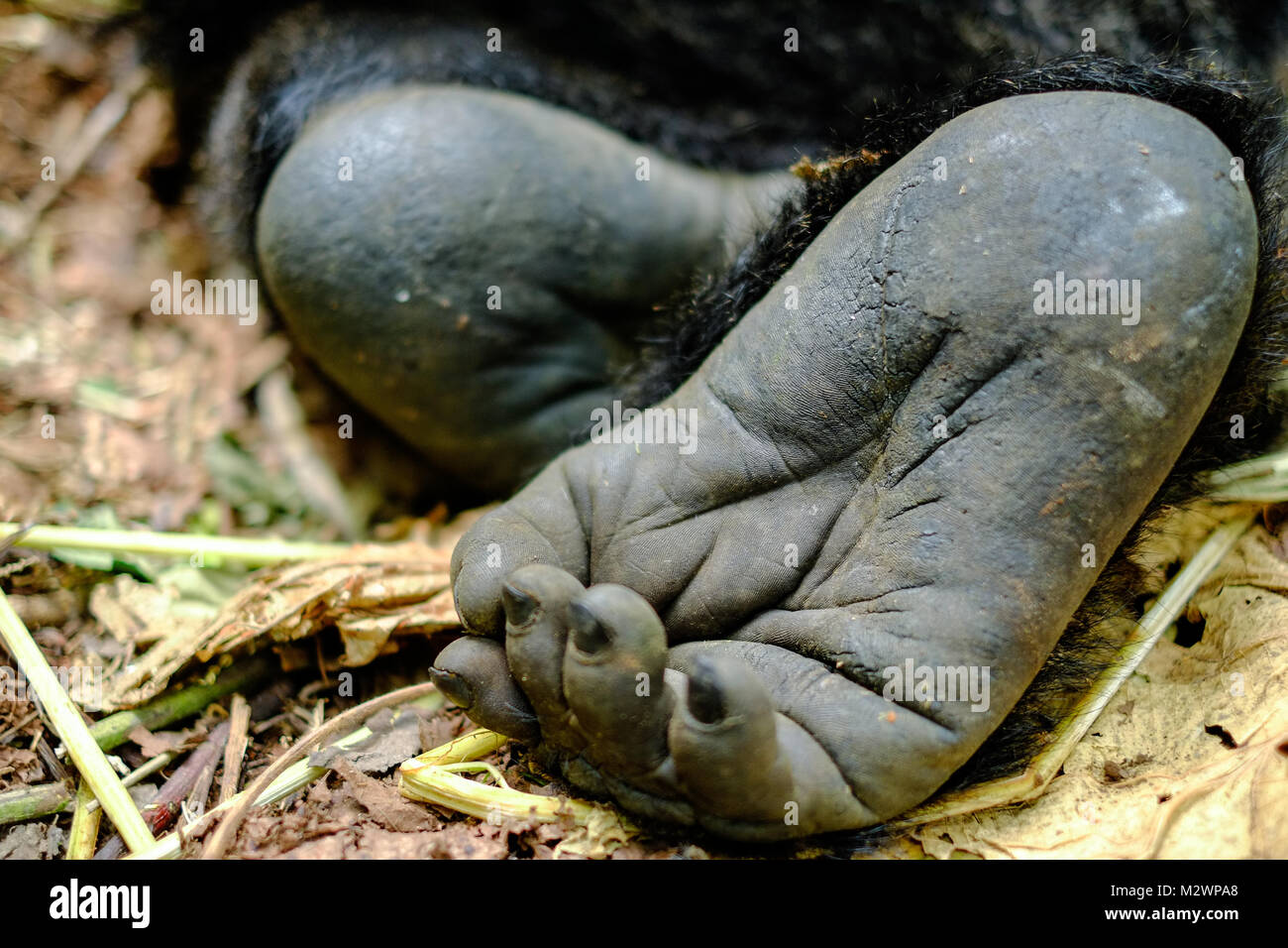 Close up di gorilla di montagna piede sul suolo della giungla. Foto Stock