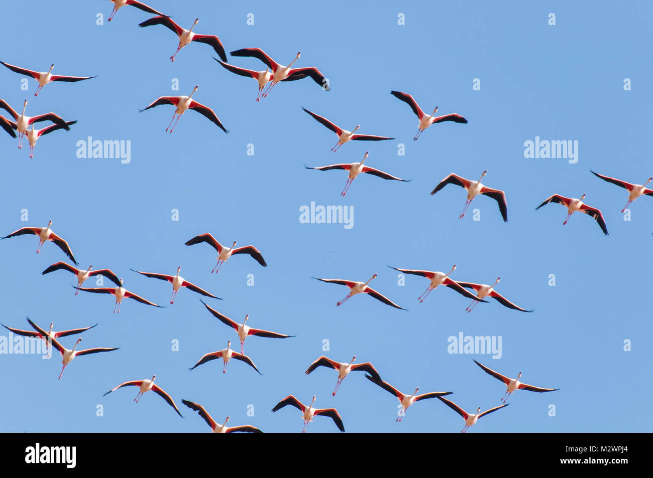 Gruppo di fenicotteri rosa in volo Foto stock - Alamy