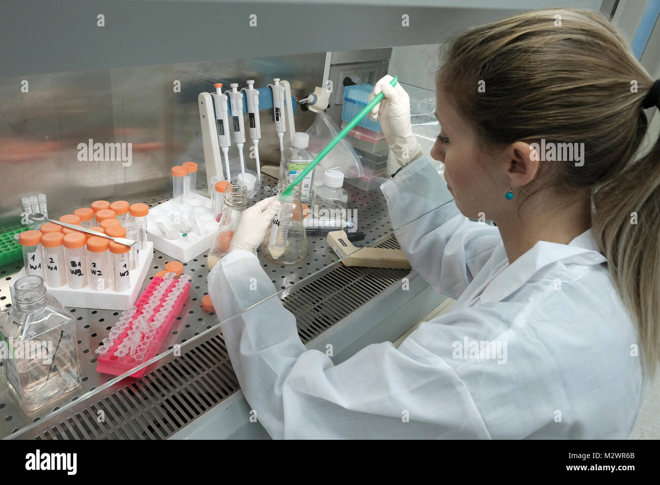 Ricercatore Alina Freiman prova la vitalità delle cellule presso i laboratori di base israeliana biotecnologia Biogroup Bonus società che applicano tecnologie innovative per la fornitura di tessuto trattato con ingegneria vitale di innesti ossei situato a Matam hi-tech park di Haifa, Israele. Biogroup Bonus diventa pubblico con la sua mondana tecnologia esclusiva che consente la crescita del vivo e attivo il tessuto umano al di fuori del corpo con i risultati della sperimentazione clinica in cui i pazienti hanno ottenuto lab-cresciuto il tessuto osseo dal proprio del paziente cellule di grasso e il trapianto è tornato in una chirurgia minimamente invasiva tramite iniezione. Foto Stock