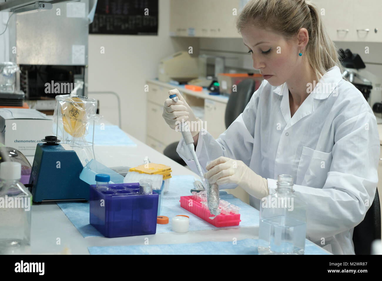 Ricercatore Alina Freiman prova la vitalità delle cellule presso i laboratori di base israeliana biotecnologia Biogroup Bonus società che applicano tecnologie innovative per la fornitura di tessuto trattato con ingegneria vitale di innesti ossei situato a Matam hi-tech park di Haifa, Israele. Biogroup Bonus diventa pubblico con la sua mondana tecnologia esclusiva che consente la crescita del vivo e attivo il tessuto umano al di fuori del corpo con i risultati della sperimentazione clinica in cui i pazienti hanno ottenuto lab-cresciuto il tessuto osseo dal proprio del paziente cellule di grasso e il trapianto è tornato in una chirurgia minimamente invasiva tramite iniezione. Foto Stock