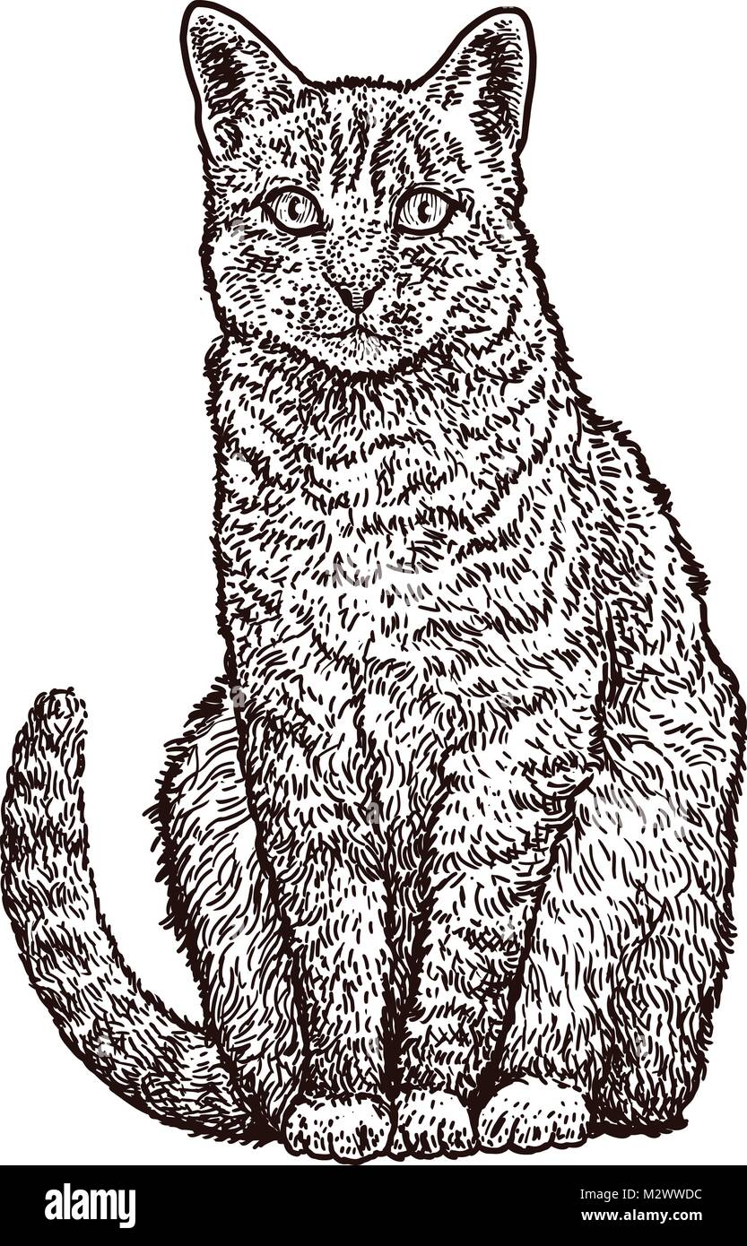 Udienza cat illustrazione, disegno, incisione, inchiostro, line art, vettore Illustrazione Vettoriale