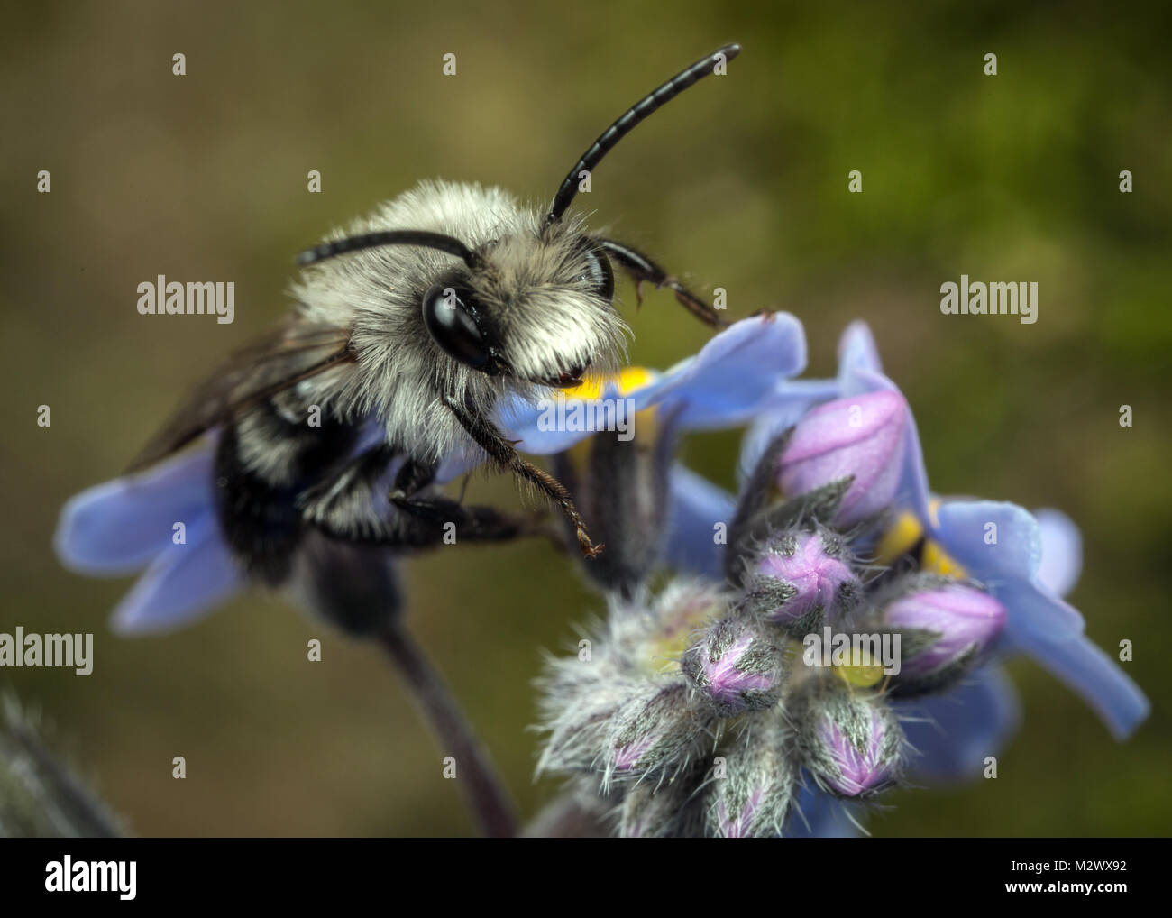 Un maschio Ashy Mining Bee (Andrena cineraria) su un dimenticare-me-non fiore Foto Stock