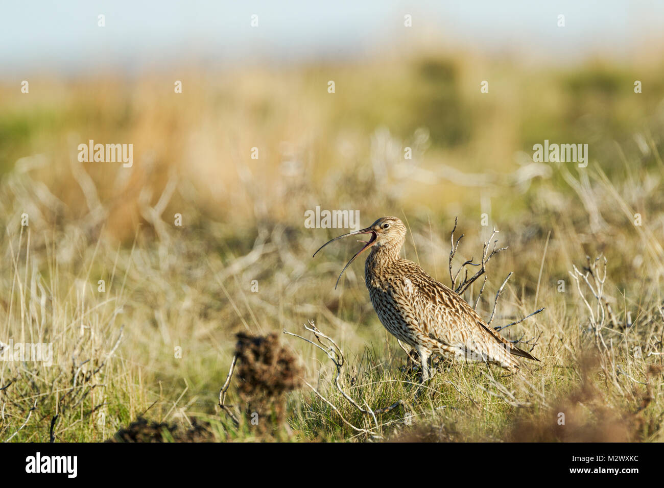 Eurasian Curlew, nome latino Numenius arquata, chiamando mentre in piedi tra ruvido brughiera terreno nel North York Moors National Park Foto Stock