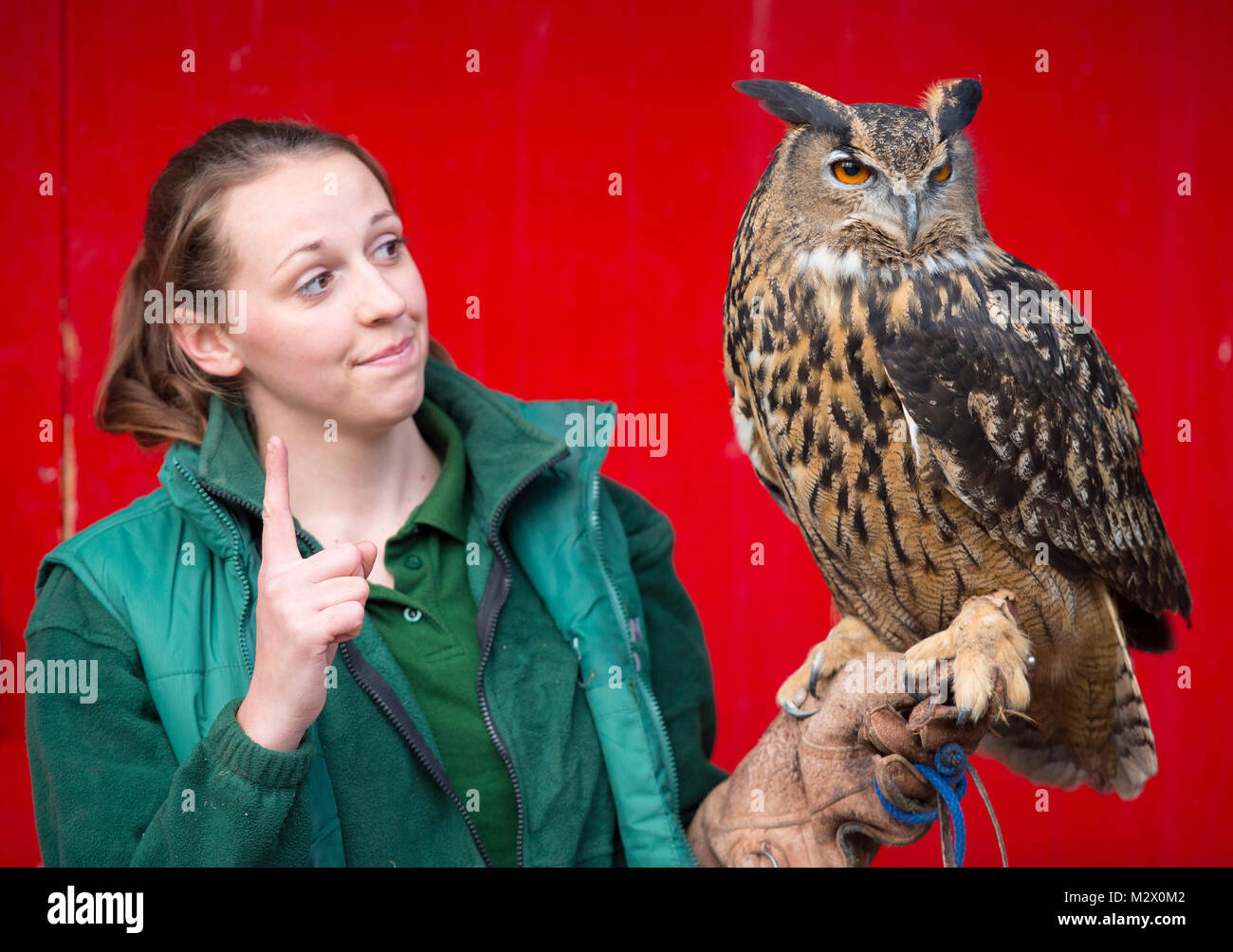 ZSL London Zoo, Regent's Park, Londra. 7 Feb 2018. Zookeeper presso lo Zoo di Londra conta il Gufo Reale durante la constatazione annua. Credito: Malcolm Park Foto Stock