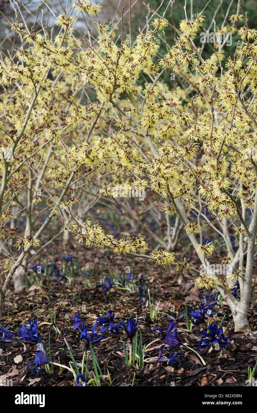 Hamamelis x Intermedia 'Pallida'. Amamelide "Pallida' fioritura in inverno. RHS Wisley Gardens, Surrey, Regno Unito Foto Stock