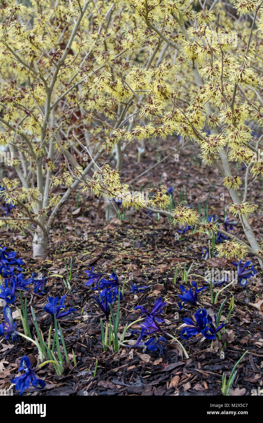 Hamamelis x Intermedia 'Pallida'. Amamelide "Pallida' fioritura in inverno. RHS Wisley Gardens, Surrey, Regno Unito Foto Stock