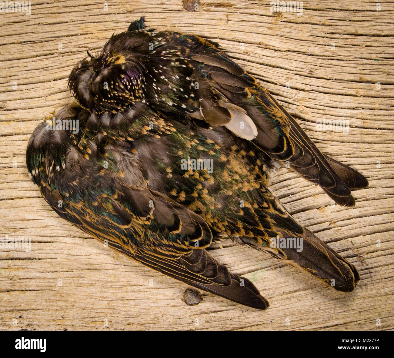 Starling Skin iridescenti verde/nero poco delicate piume di starling sono più desiderabile quando la legatura di minore dimensione Soft Hackle mosche. Il f Foto Stock