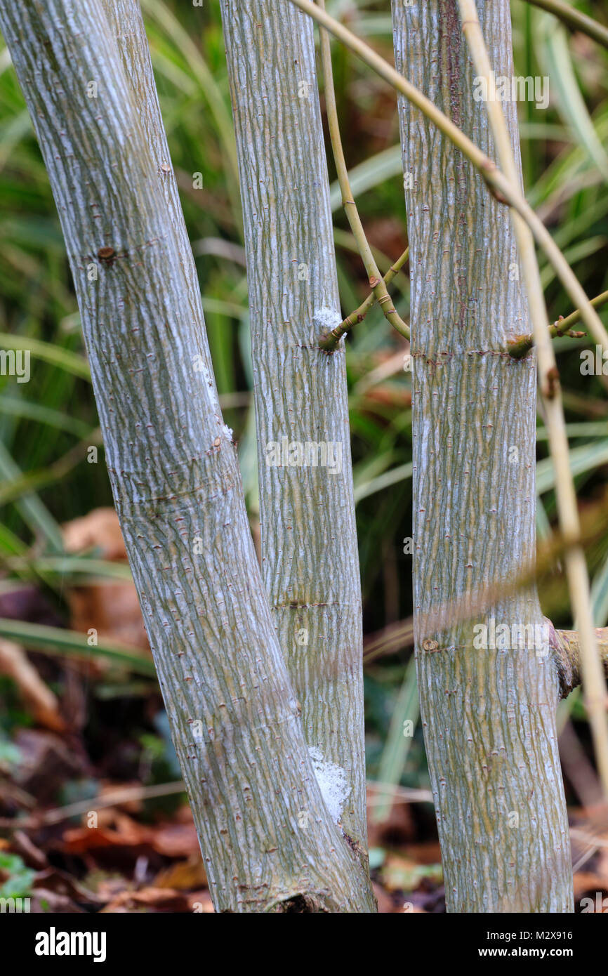 Argento ornamentali corteccia a strisce del piccolo albero a foglie decidue, Acer tegmentosum 'bianco tigre', fornisce interesse in un giardino di inverno Foto Stock