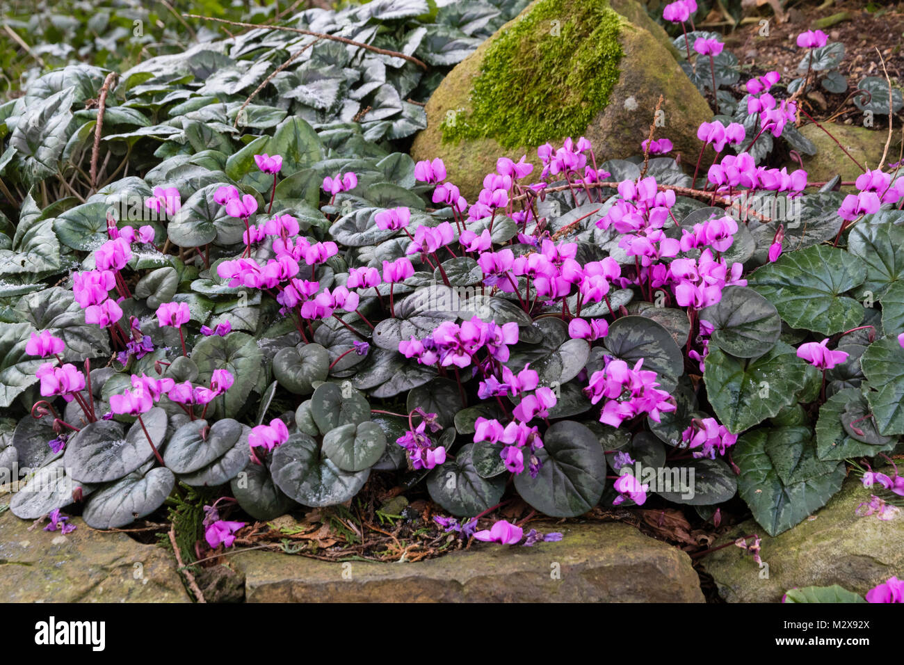 Ammassato display invernale di fiori di colore rosa e arrotondata in inverno il fogliame verde della hardy tubero, ciclamino coum Foto Stock