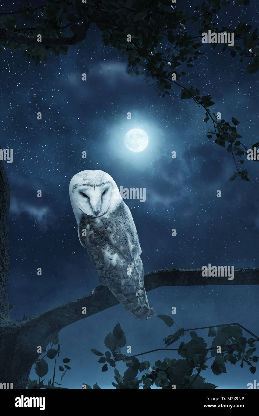 Risveglio owl seduta su albero illuminato dal chiaro di luna Foto Stock