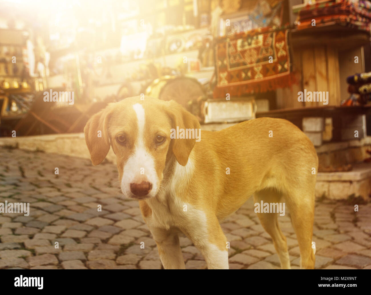 Curioso giovane cane guardando nella parte anteriore della sera la luce solare Foto Stock