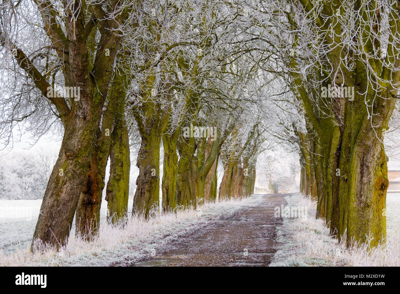 Viale di alberi di castagno in polvere con la trasformata per forte gradiente gelo su un freddo inverno mattina, campagna idillio in Renania-Palatinato, Germania Foto Stock