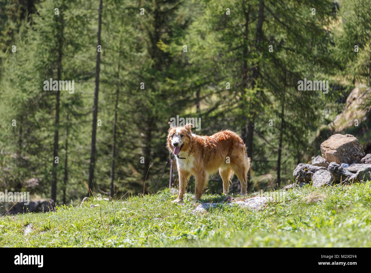 Un piacevole incontro con un cane durante le escursioni in montagna Foto Stock