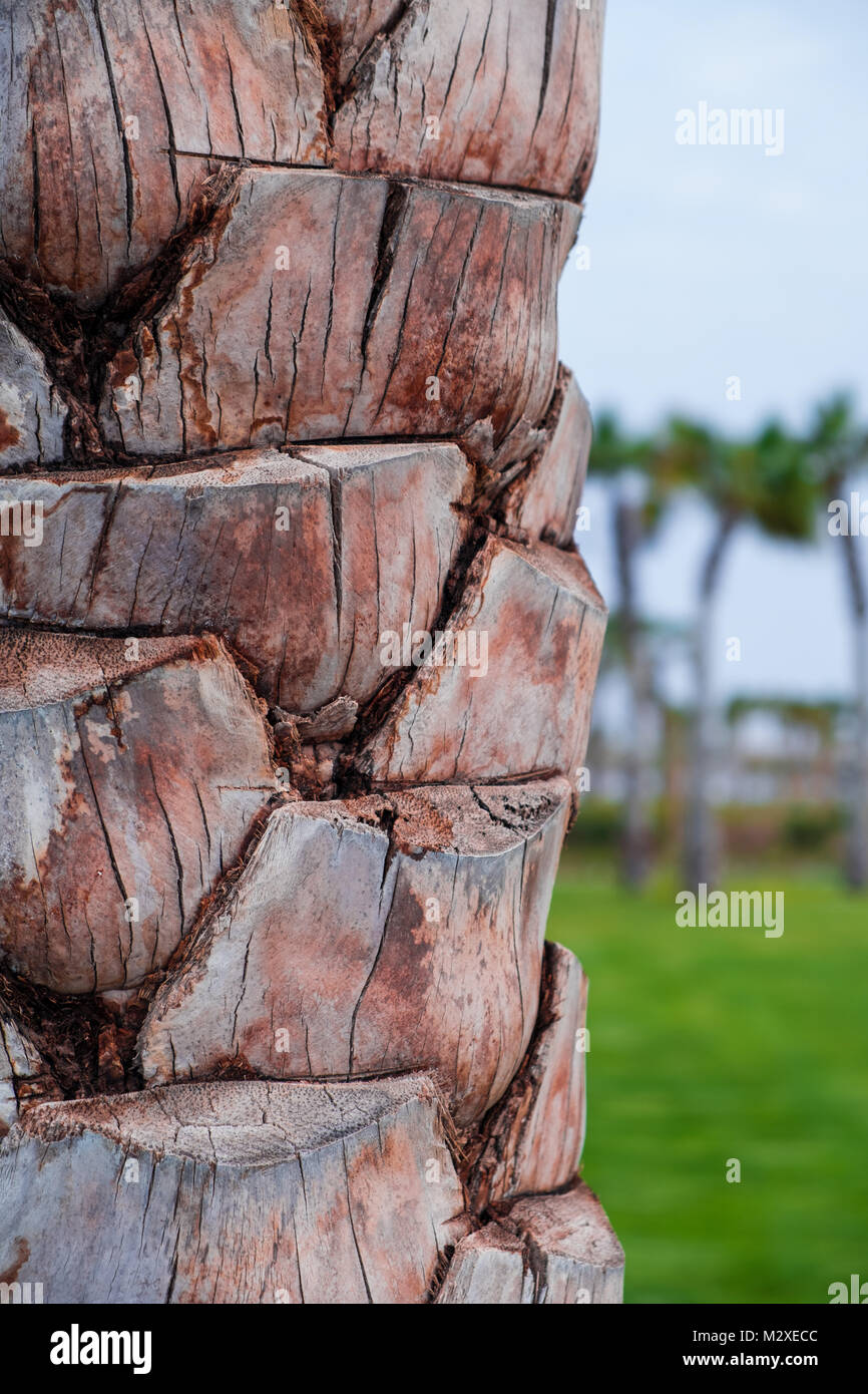 Brown Strong Palm tree stelo / tronco con alcuni distanti Palm tree Foto Stock