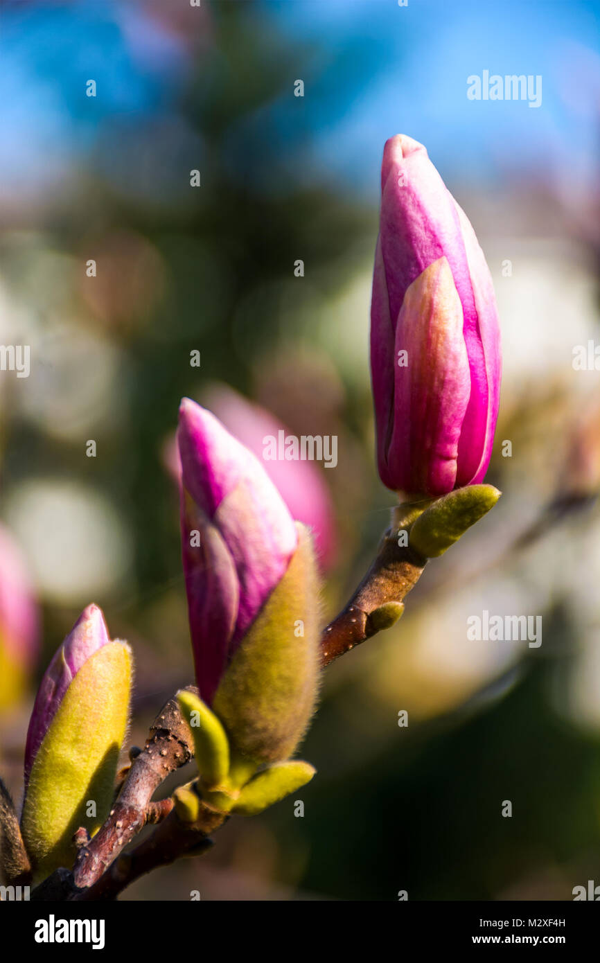 Magenta Magnolia apertura di fiori in primavera. bellissima natura intima scenario Foto Stock