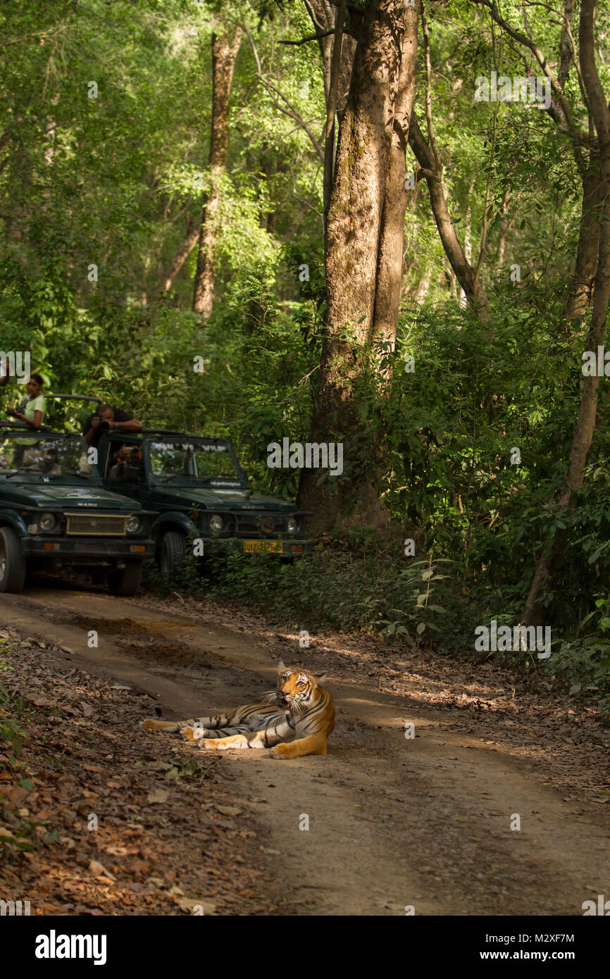 Un Royal tigre del Bengala con onlooking turisti al parco di cittadino di Corbett , India Foto Stock