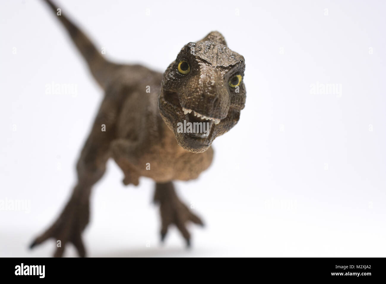 Baby Tyrannosaurus rex su sfondo bianco Foto Stock