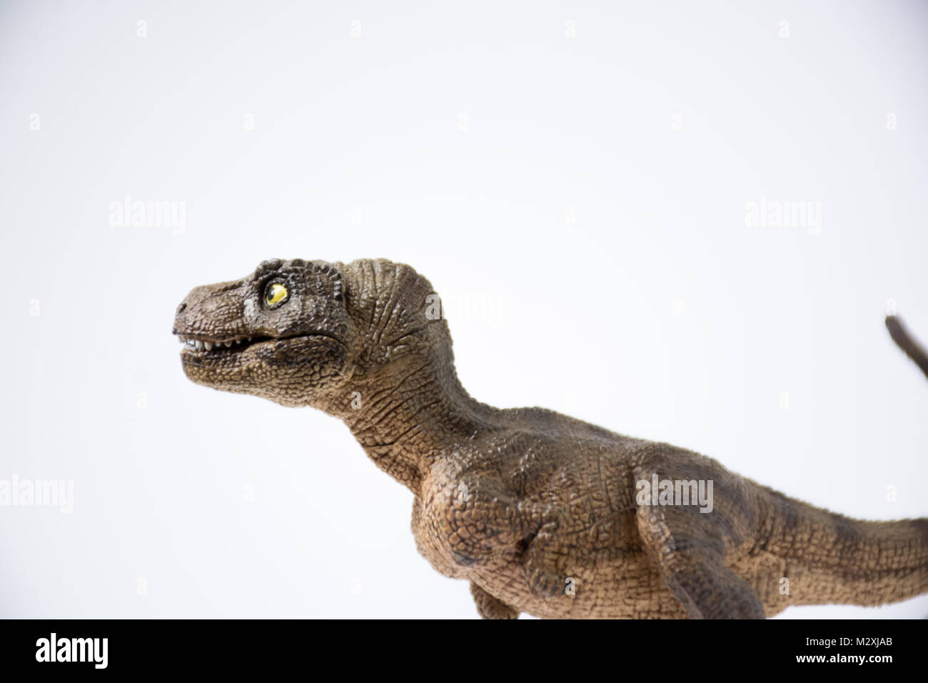 Baby Tyrannosaurus rex su sfondo bianco Foto Stock