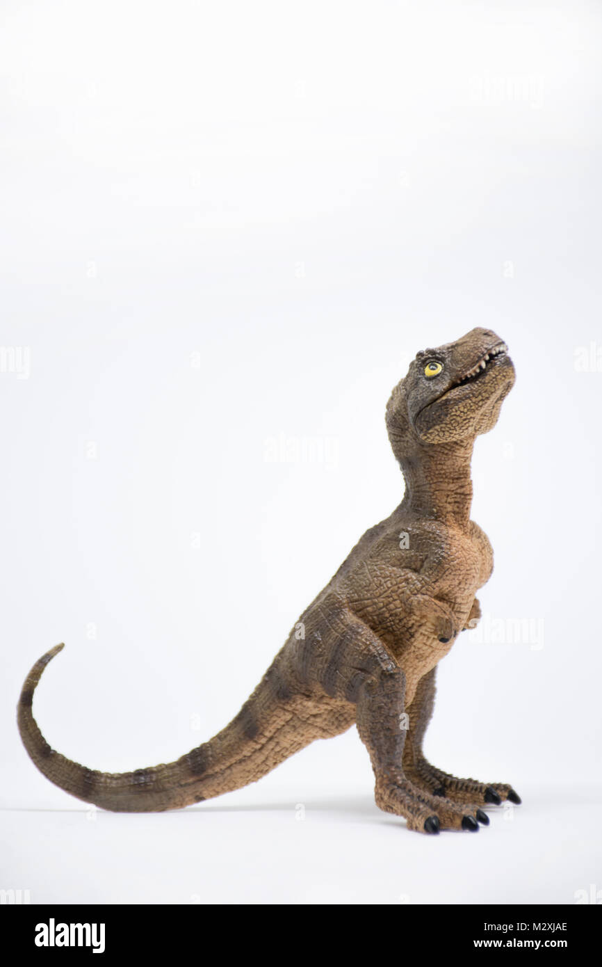 Baby Tyrannosaurus rex su sfondo bianco Foto Stock