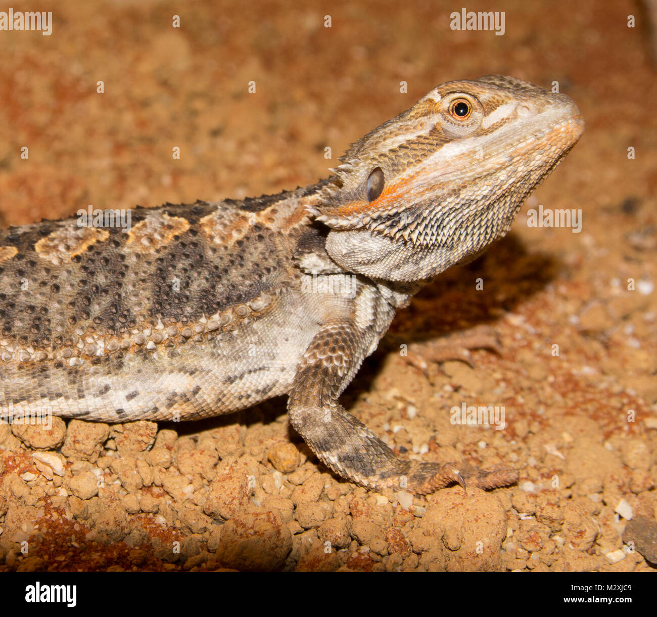 Maschio Drago barbuto Pogona specie su una sabbia arancione substrato bella voce maschile di questa popolare reptile pet. Foto Stock