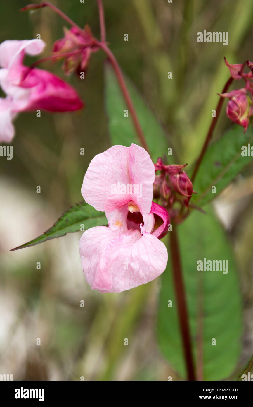 Austria, rame tops Impatiens glandulifera Foto Stock