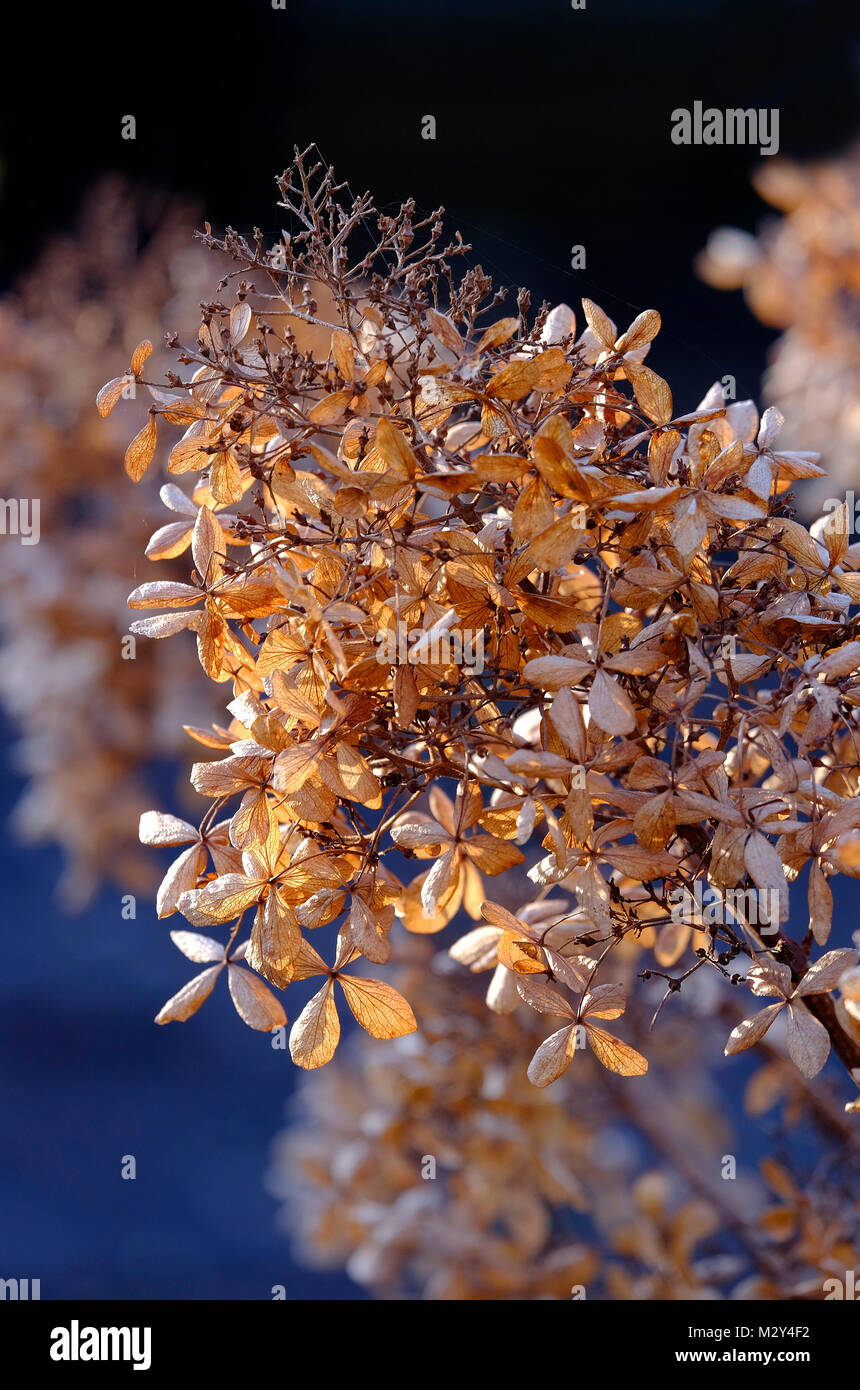 Impianto di ortensie in giardino d'inverno, Norfolk, Inghilterra Foto Stock