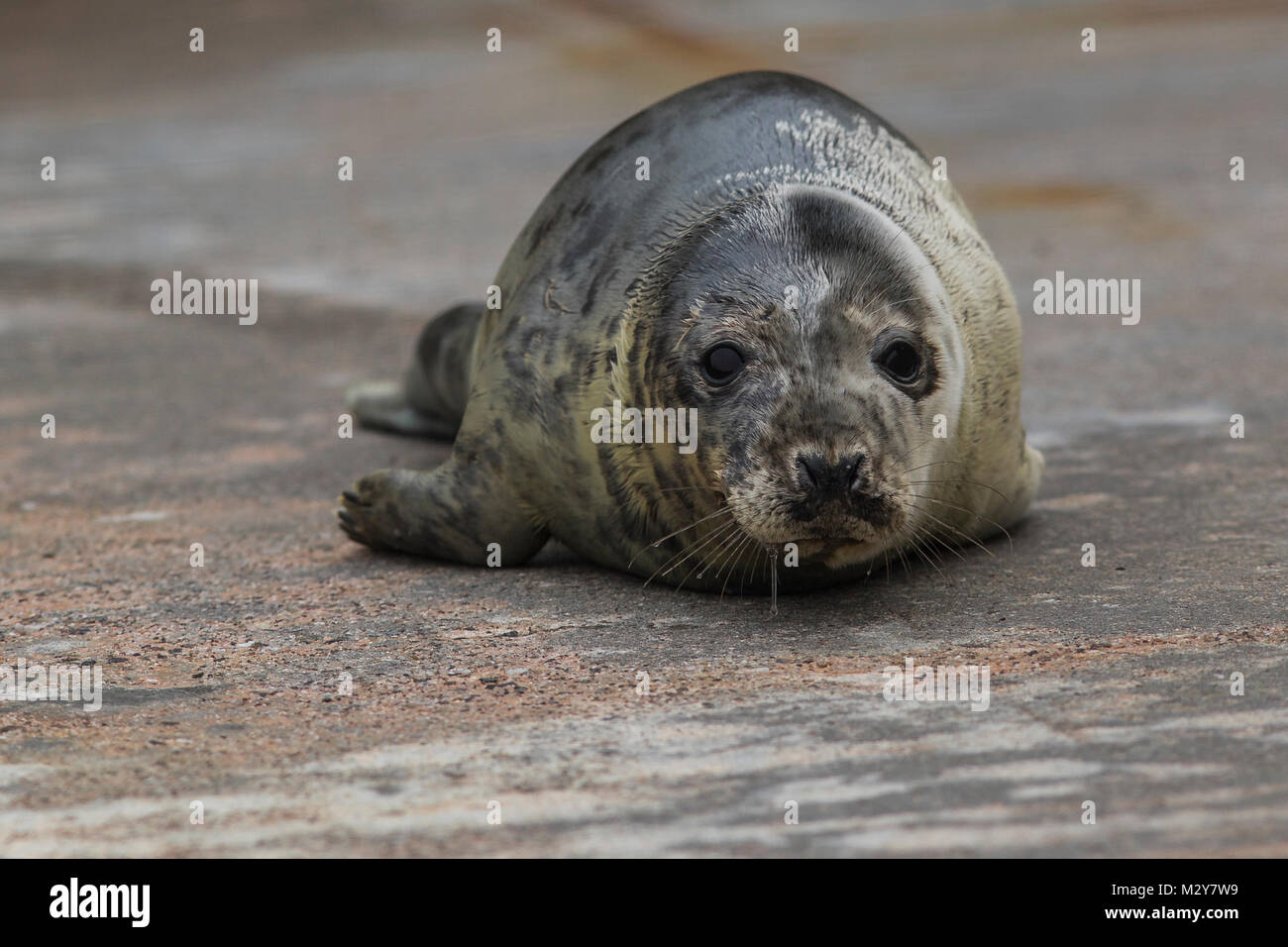 Cuccioli di foca alla guarnizione di tenuta della Cornovaglia Santuario Foto Stock