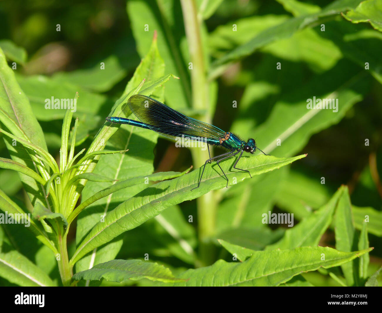 Nastrare Demoiselle, Brandon Marsh, Warwickshire Foto Stock