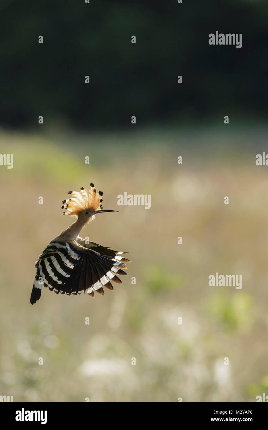 Eurasian Upupa (Upupa epops) adulto, in volo, Vojvodina, Serbia, Giugno Foto Stock