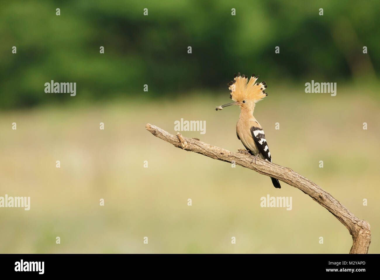 Eurasian Upupa (Upupa epops) adulto, appollaiato sul ramo, con preda di insetti, Vojvodina, Serbia, Giugno Foto Stock