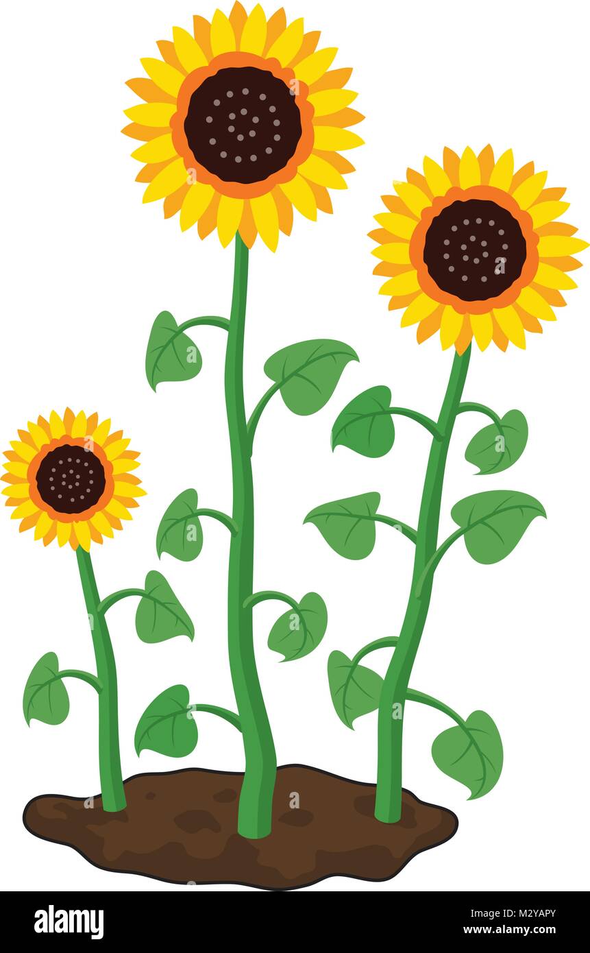 Vector cartoon del giardino dei girasoli crescono nel terreno. L'estate agricoltura illustrazione. tre girasoli isolati su sfondo bianco Illustrazione Vettoriale