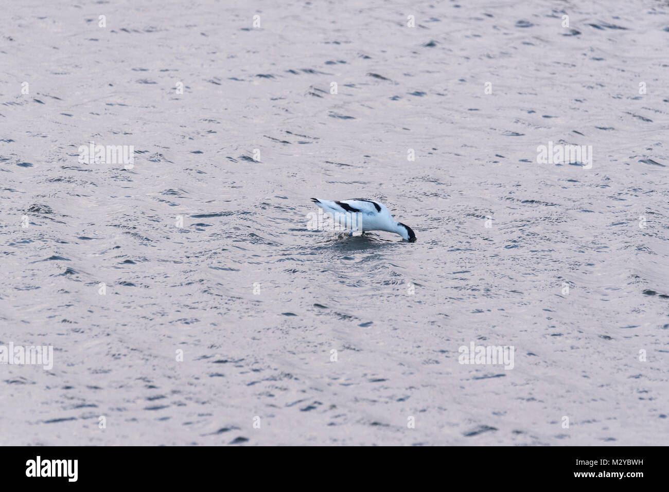Una alimentazione avocetta (Recurvirostra avosetta) Foto Stock