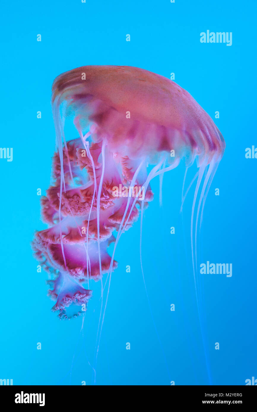 Una bella creatura del profondo fotografato in un acquario presso l'Aquarium del Pacifico a Long Beach, CA. Foto Stock