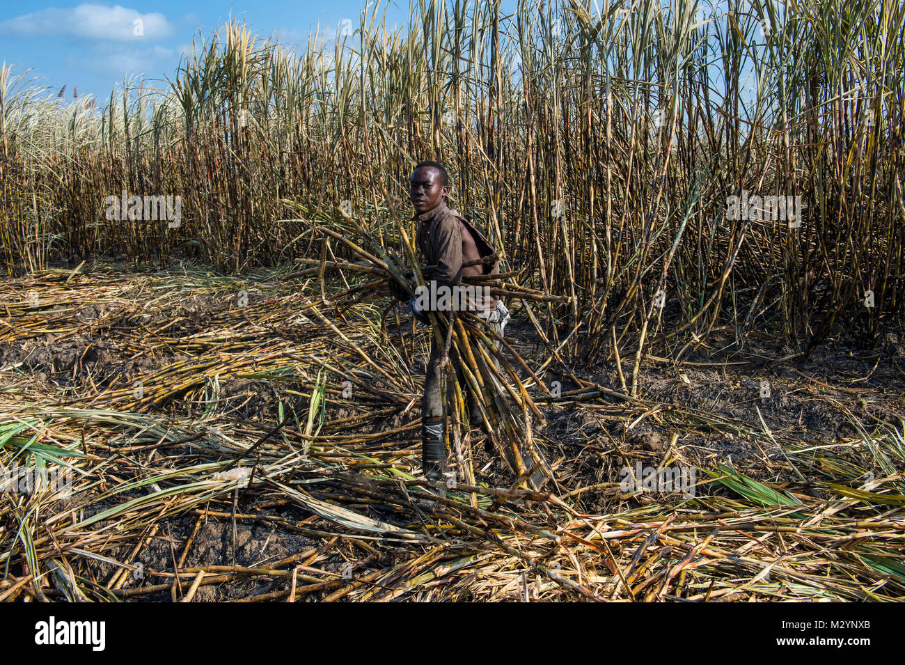 La canna da zucchero lama in bruciato i campi di zucchero di canna, a Nchalo, Malawi, Africa Foto Stock