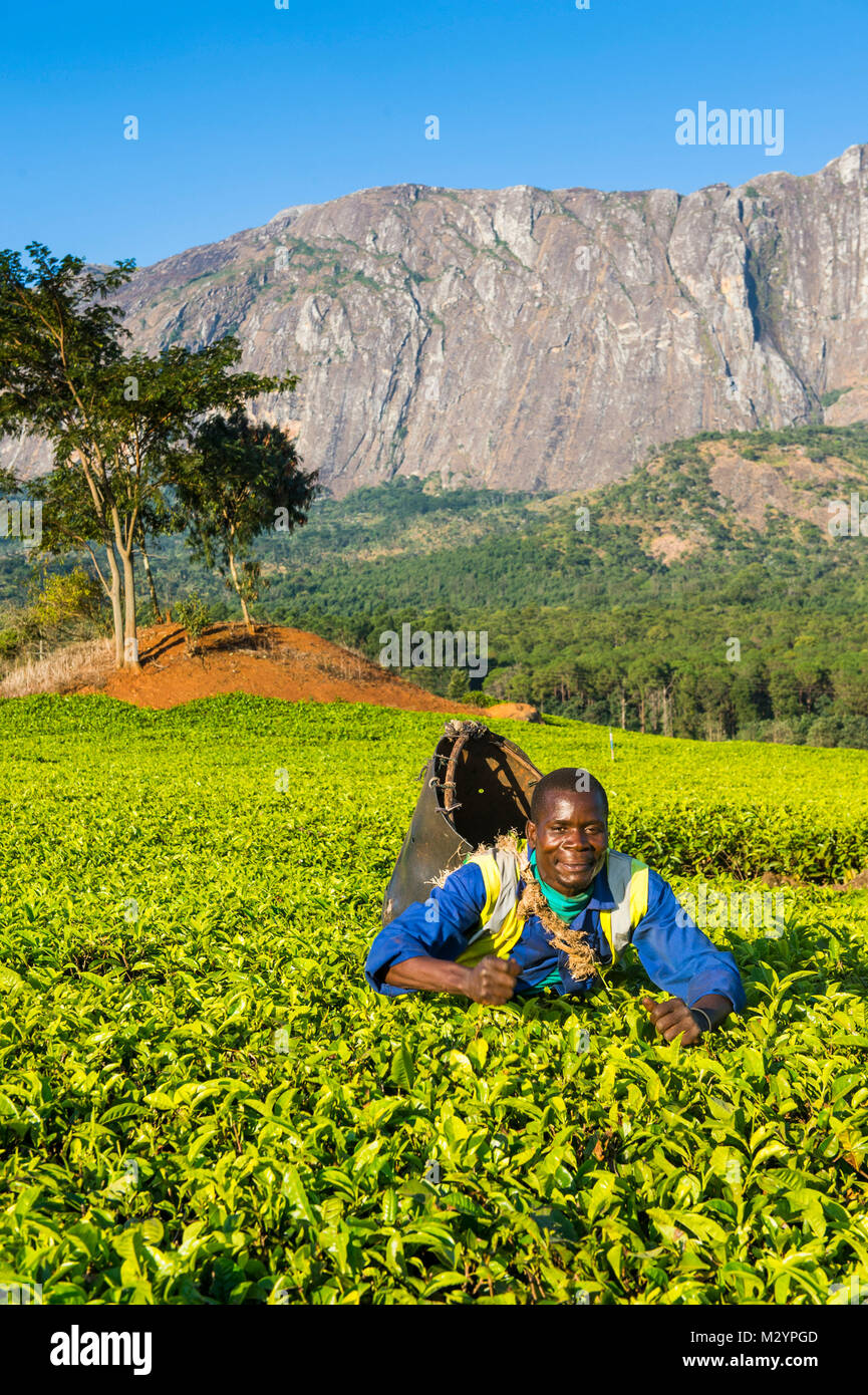 Raccoglitrice di tè in una piantagione di tè sul Monte Mulanje, Malawi, Africa Foto Stock