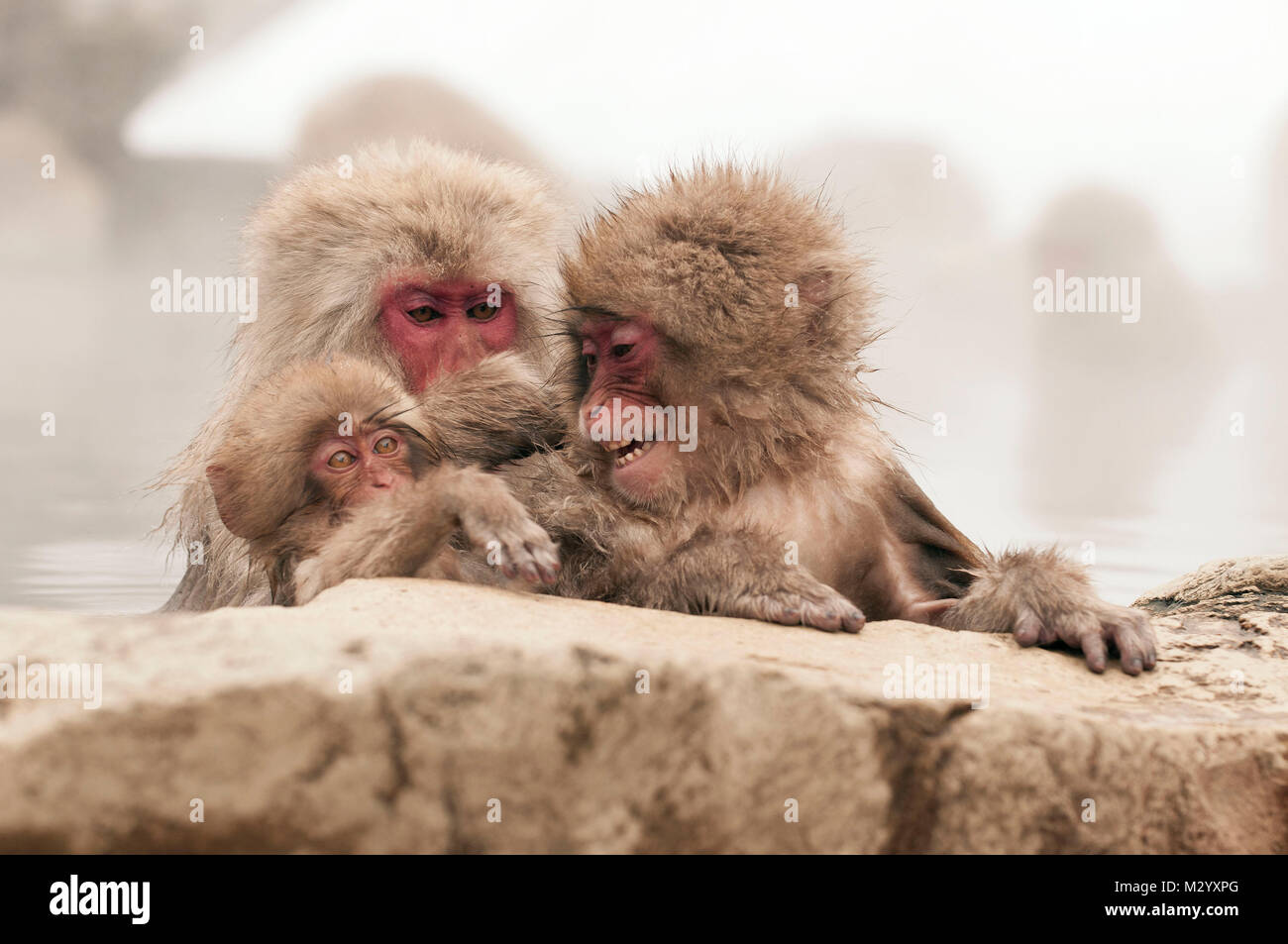 Macaque giapponese o neve giapponese monkey (Macaca fuscata) famiglia in onsen, Giappone Foto Stock