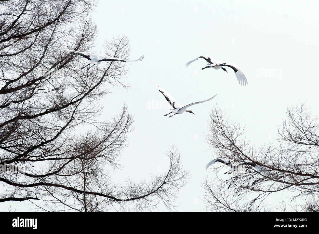 Gru giapponese, rosso-crowned crane (Grus japonensis) gruppo battenti, andare lontano, Giappone Foto Stock