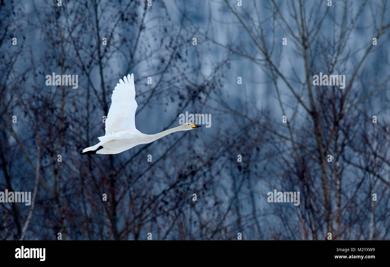 Whooper swan (Cygnus cygnus) battenti, Giappone Foto Stock