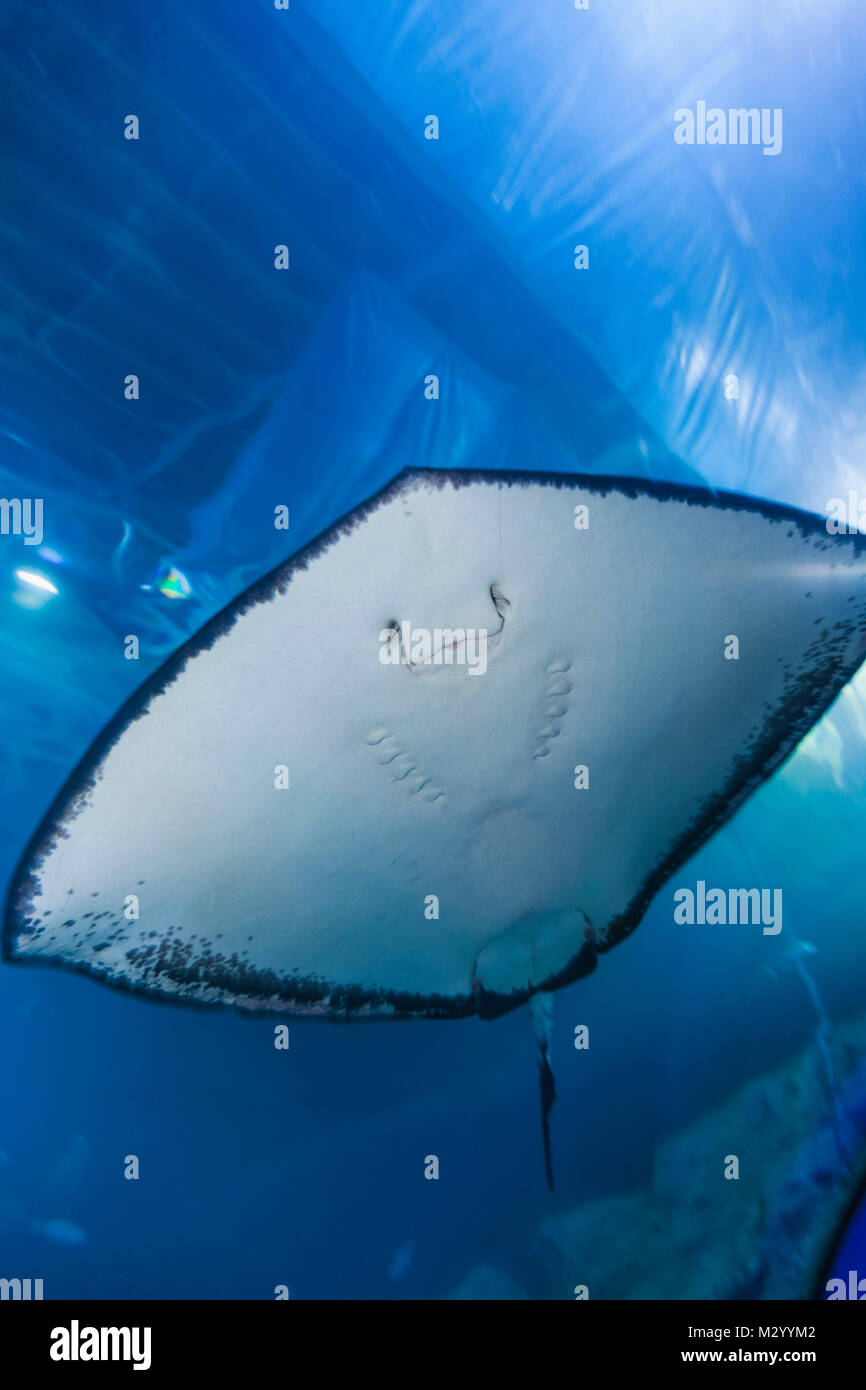 Inghilterra, Devon, Plymouth, il National Marine Aquarium Foto Stock